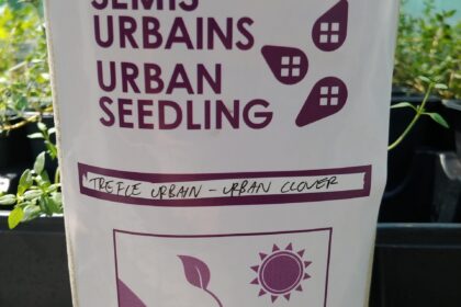 Pipolina Micro Clover Seed