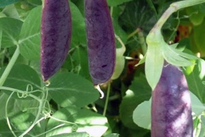 Pea - Sugar Magnolia Snap Pea