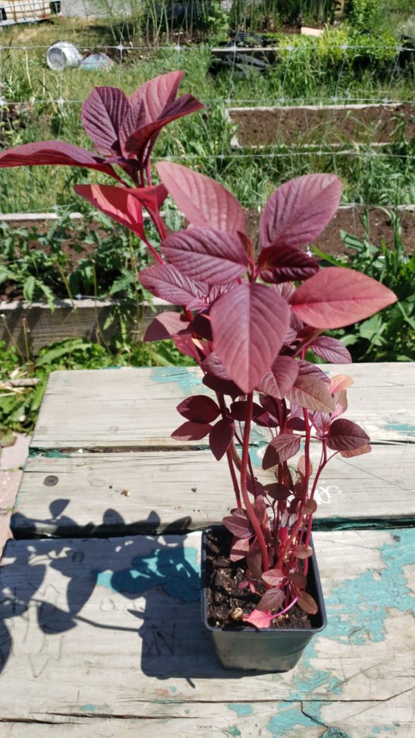 Santropol Roulant Amaranth