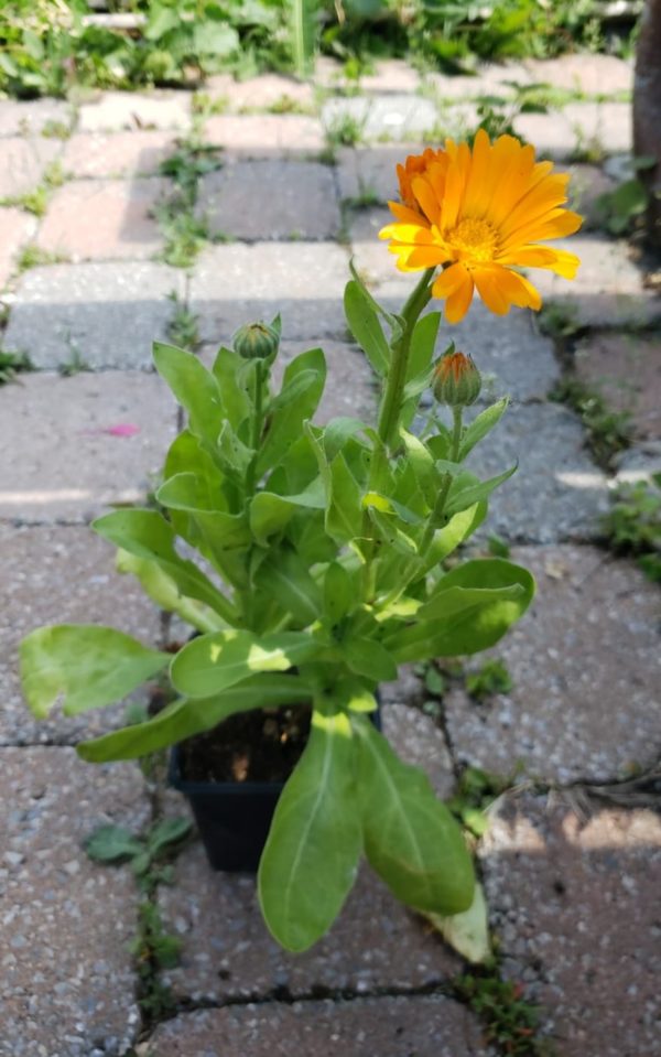 Santropol Roulant Calendula