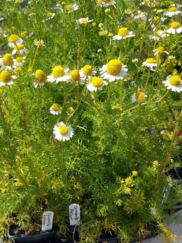Santropol Roulant Chamomile