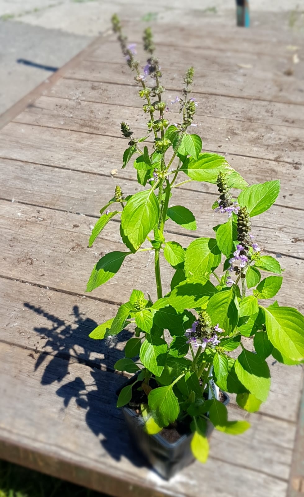 Santropol Roulant Holy Basil Urban Seedling