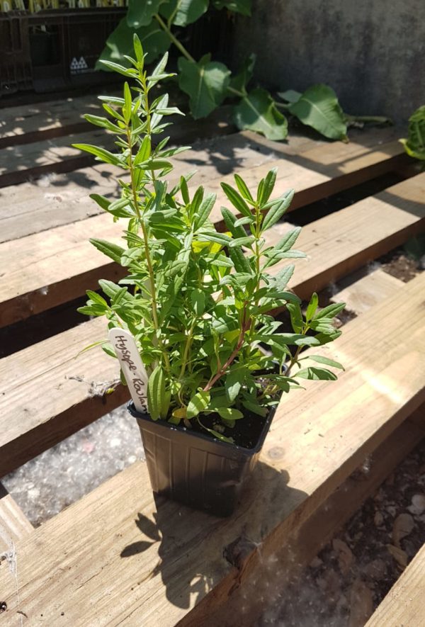 Santropol Roulant hyssop