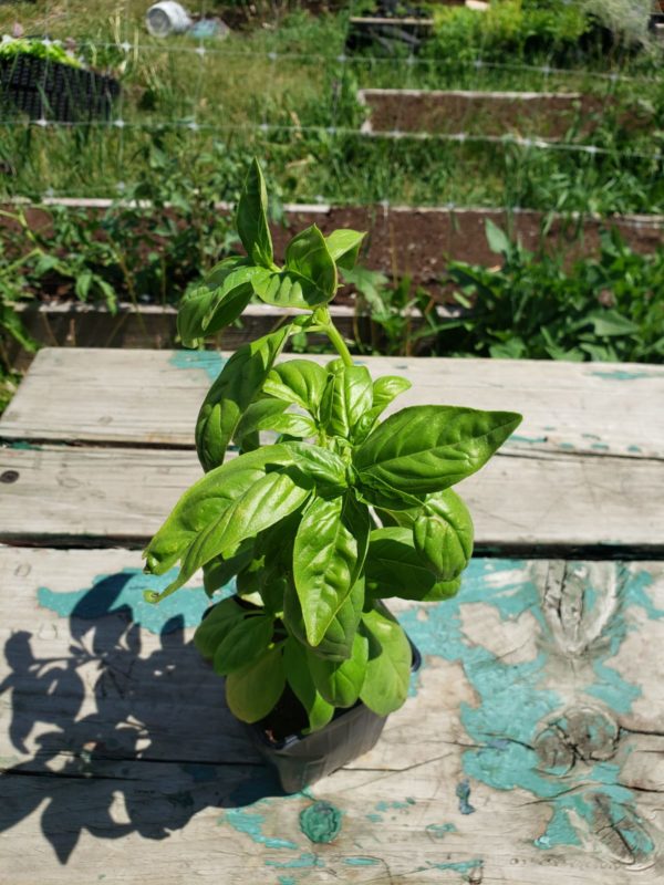 Santropol Roulant Italian basil