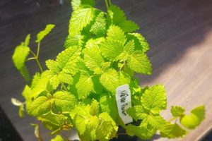 Lemon Balm