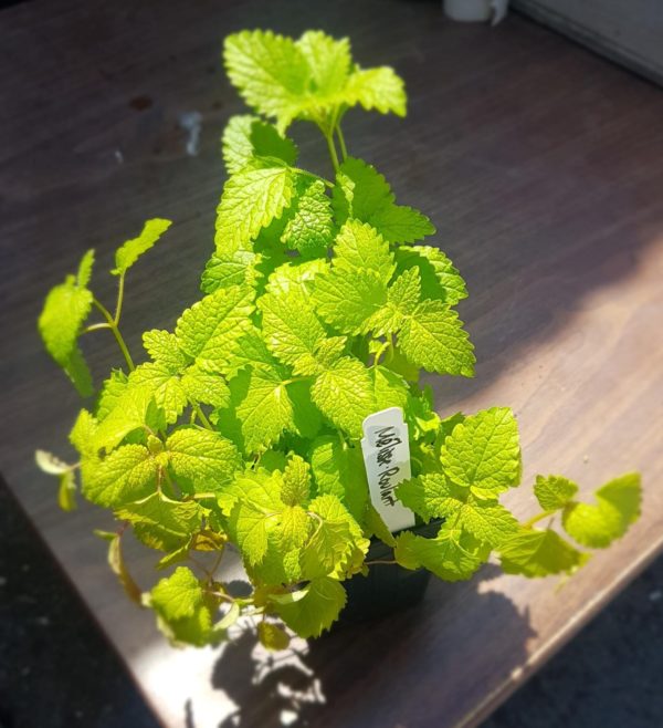 Lemon Balm