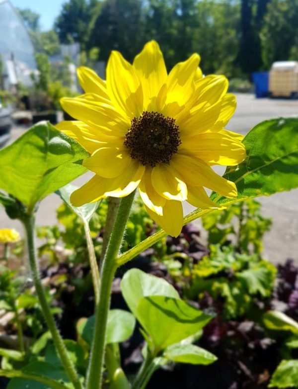 Santropol Roulant sunflower