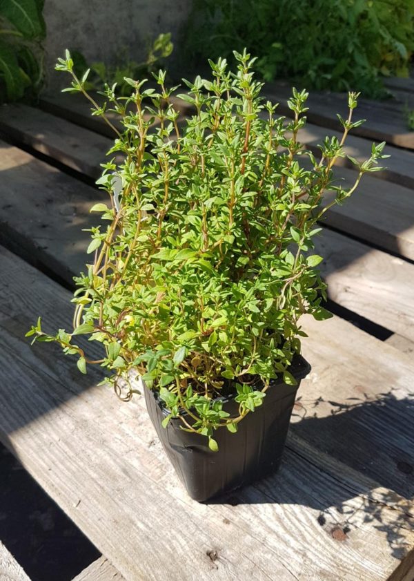 Santropol Roulant thyme