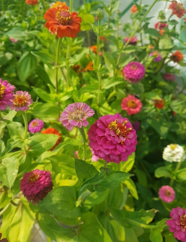 Santropol Roulant Zinnias