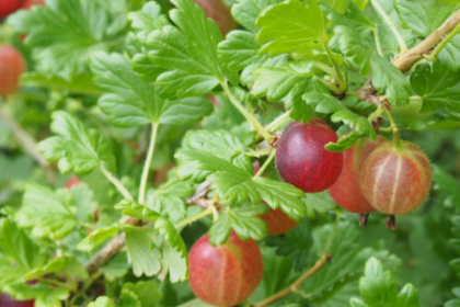 Gooseberry - Pixwell