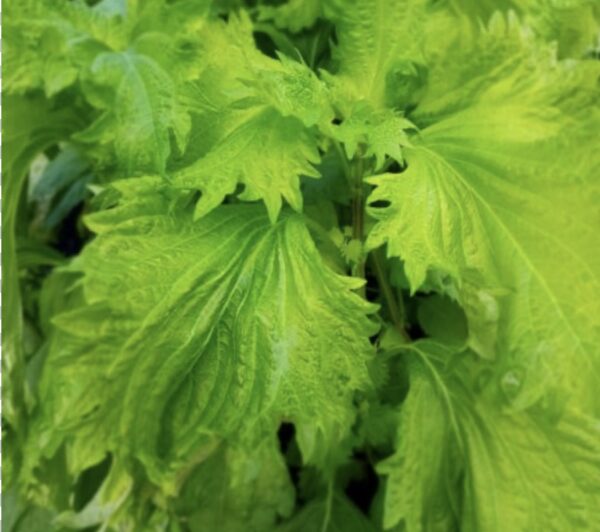 Shiso - Aojiso, Green