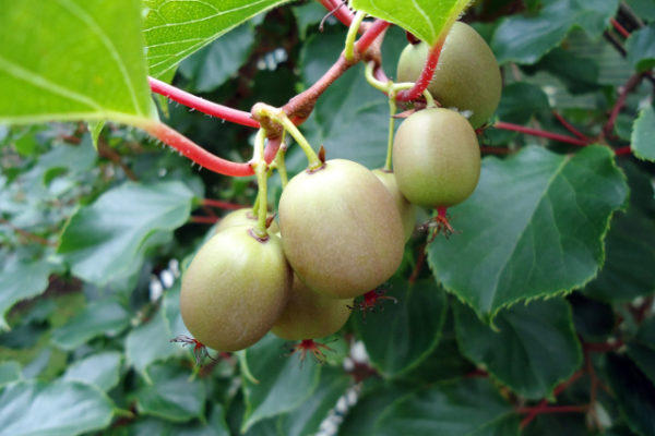Arctic Kiwi - Male