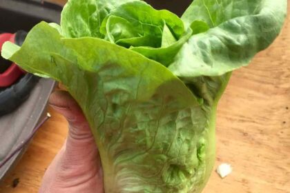 Lettuce - Jadeite