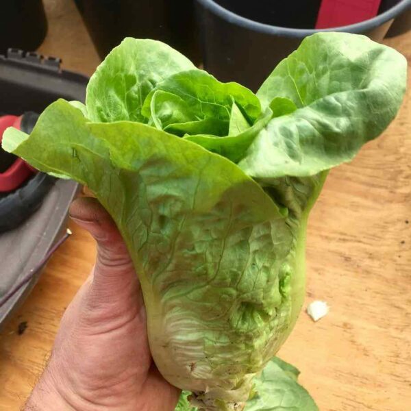 Lettuce - Green Romaine