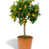 Kumquat - Image 2