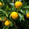 Yuzu Orange - Image 2