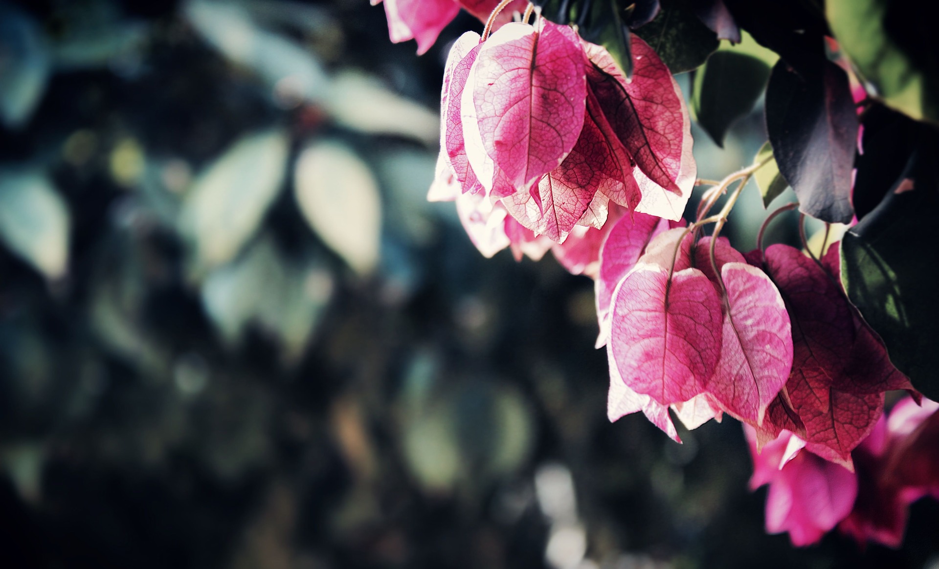 Begonias