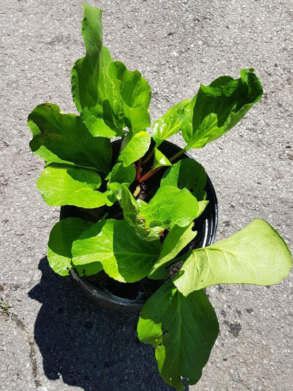 Bergenia - assortis - 2 gallons