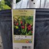 Bing Cherry Tree - Image 2