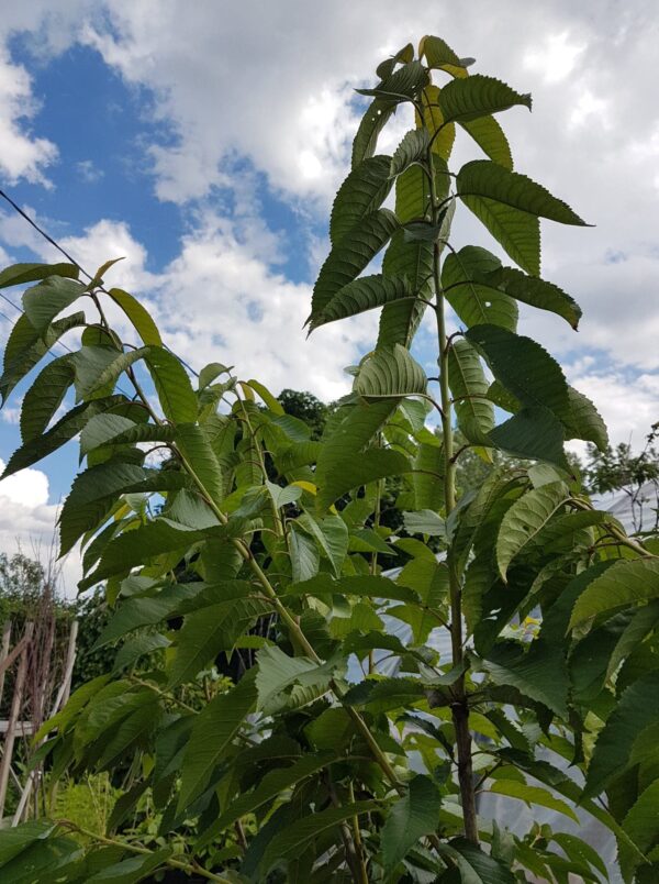 Bing Cherry Tree