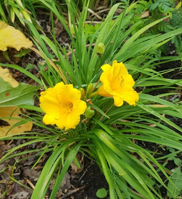 Dwarf Daylilies - Assorted - 2 gallon
