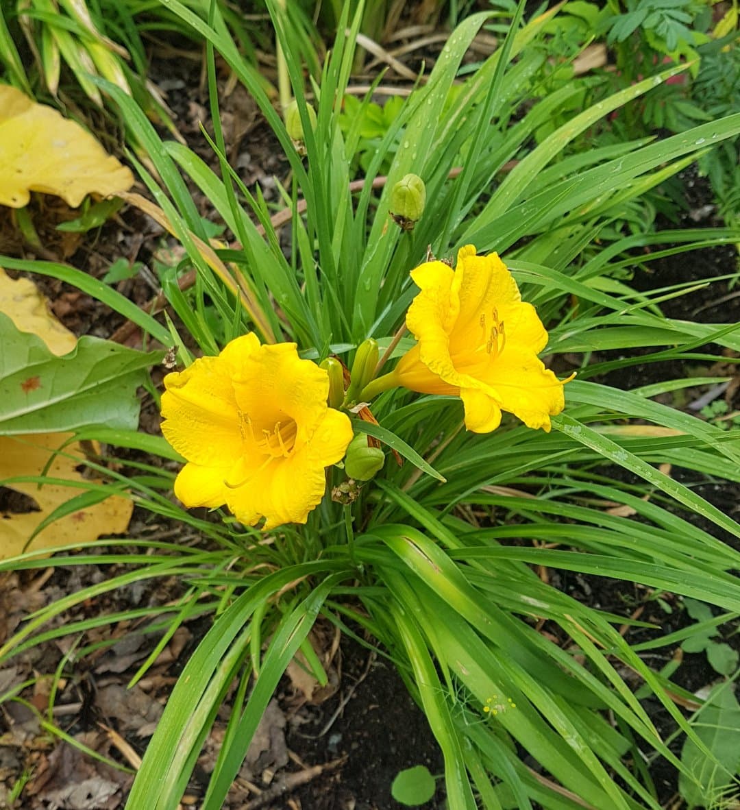 Dwarf Daylilies – Assorted – 2 gallon – Urban Seedling