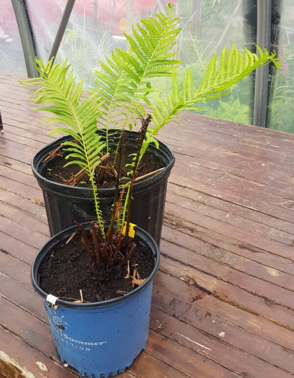 Garden Fern - Assorted - 2 gallon