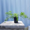 Australian Finger Lime - Image 2