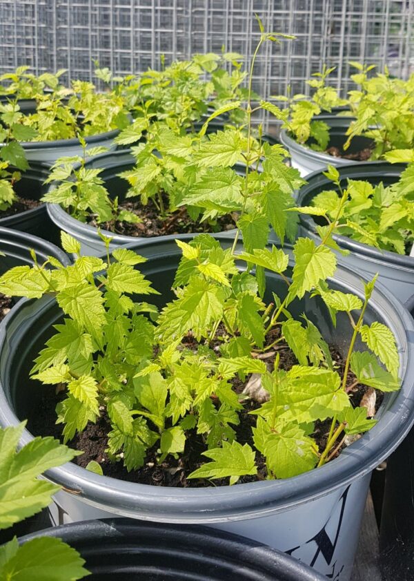 Hops - Chinook