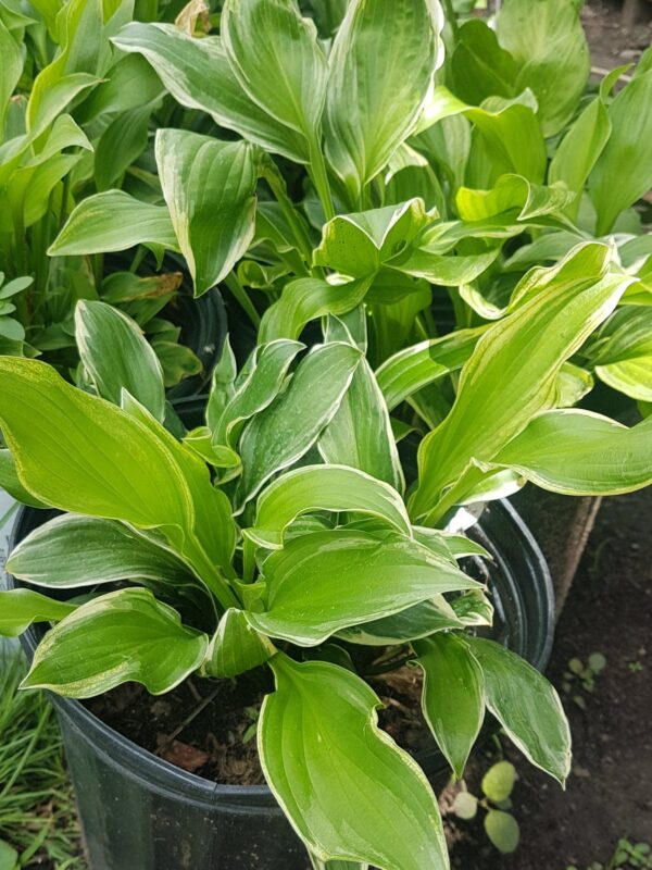 Hosta - 2 Gallon