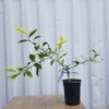Kumquat - Image 3