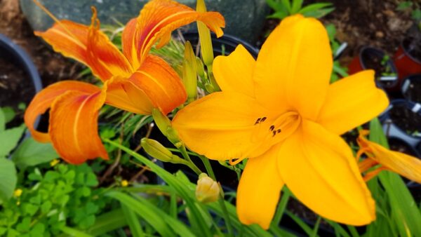 Daylily - Assorted - 2 gallon