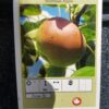 McIntosh Apple Tree - Image 2