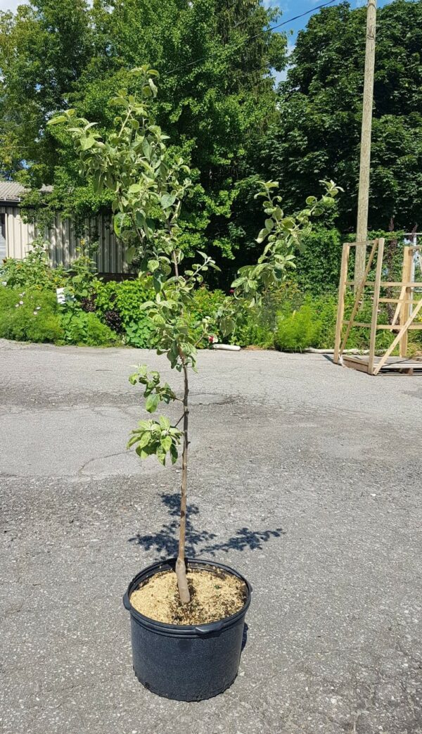 McIntosh Apple Tree