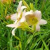 Daylily - Assorted - 2 gallon - Image 2