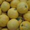 Yuzu Orange - Image 3