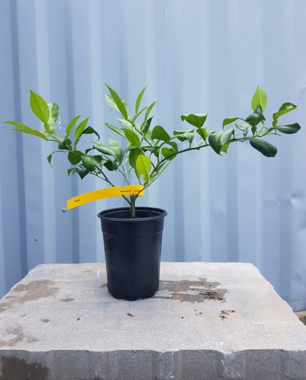 Yuzu Orange