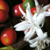 Coffee (Arabica variety) - Image 2