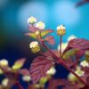 Aztec Sweet Herb - Image 2