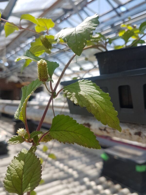 Aztec Sweet Herb