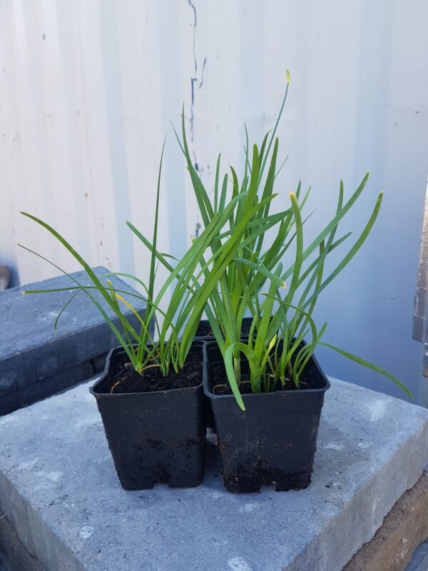 Chinese Garlic Chives