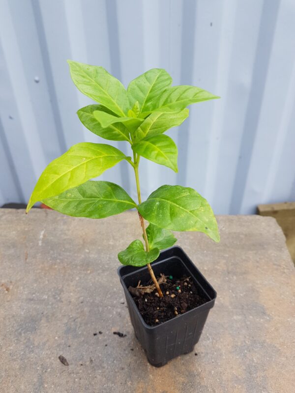 Coffee (Arabica variety)