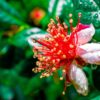 Feijoa (Pineapple Guava) - Image 3