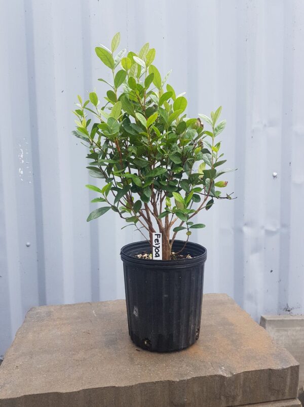 Feijoa (Pineapple Guava)