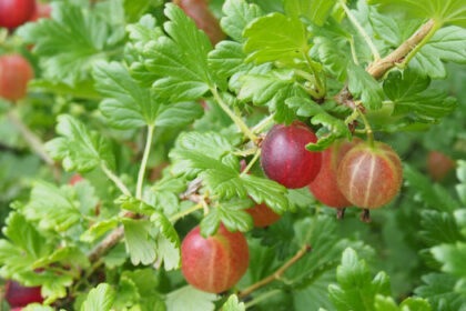 Gooseberry - Captivator