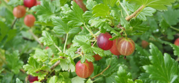 Gooseberry - Captivator