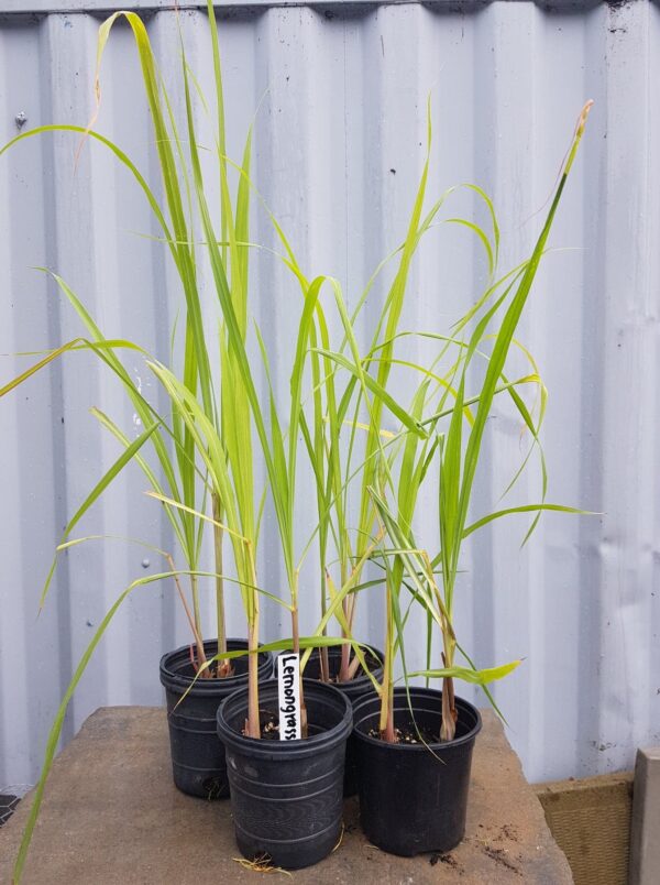 Lemongrass