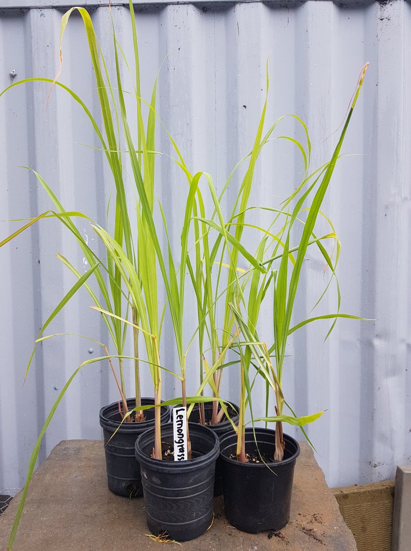 Lemongrass plant in pot sales