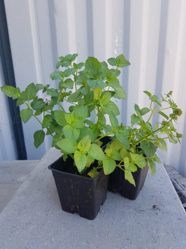 Candied Fruit Mint