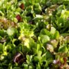 Organic Baby-Greens Kit - Image 6